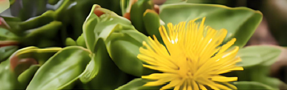 Kanna plant in bloom