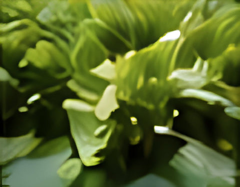 Green tea leaves
