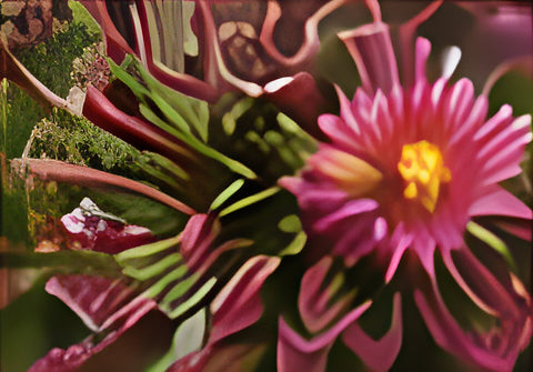 Rhodiola rosea in bloom
